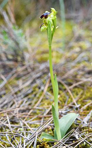 ophrys cinereophila 1