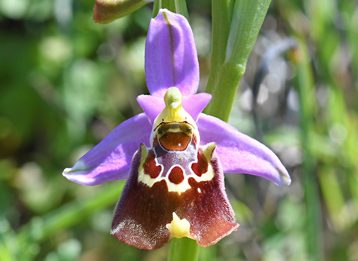 ophrys colossaea 3
