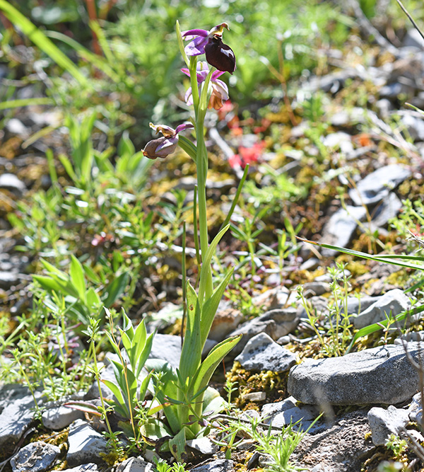 ophrys ferrum equinum 1