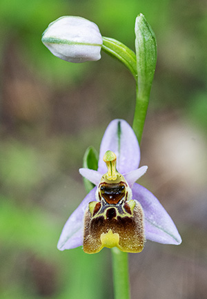 ophrys halia