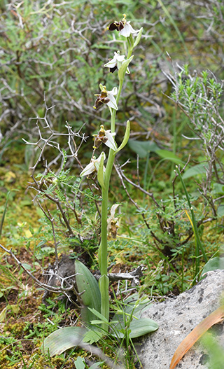 ophrys heterochila 1