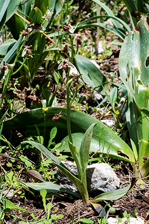 ophrys heterochila 3