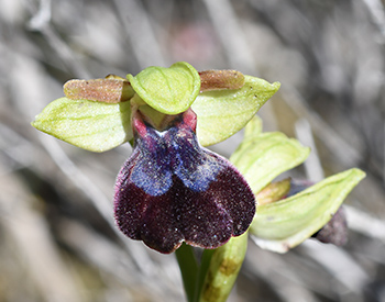 ophrys iricolor 1