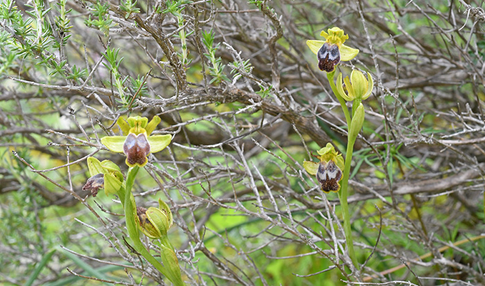 ophrys lindia 1