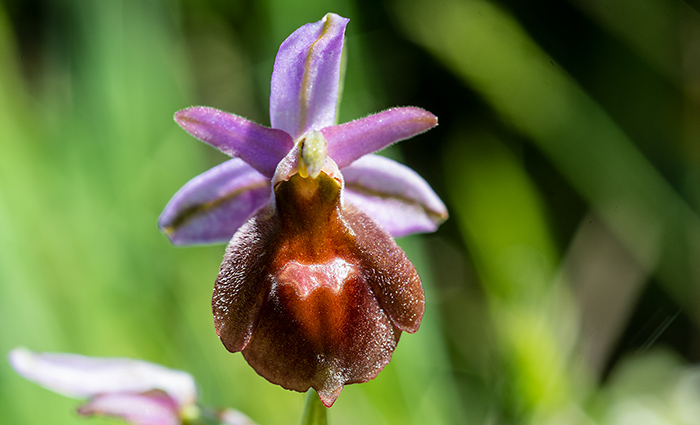 ophrys lucis 1