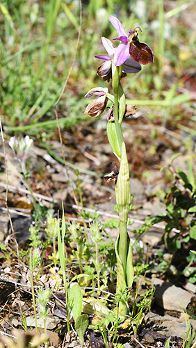 ophrys lucis 2