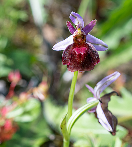 ophrys lucis 3