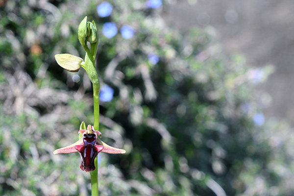 ophrys mammosa 1