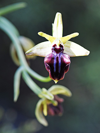 ophrys mammosa 4