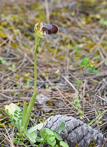 ophrys omegaifera 1