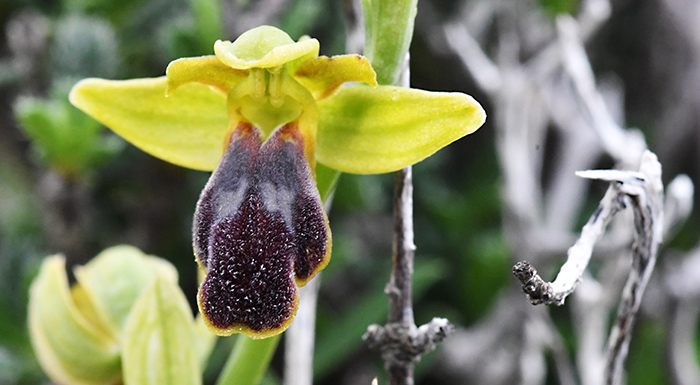 ophrys parvula 1