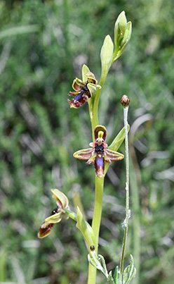 ophrys regis ferdinandii 1