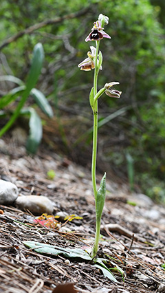 ophrys reinholdii 1