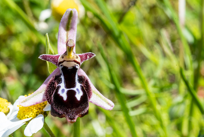 ophrys reinholdii 3