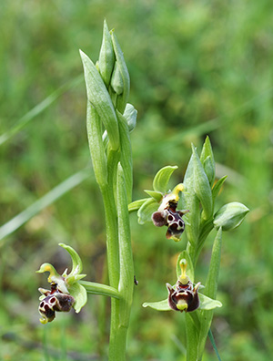 ophrys rhodia 1