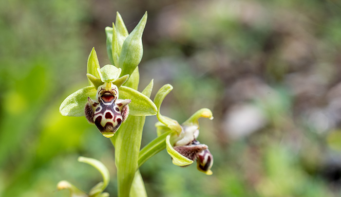 ophrys rhodia 3