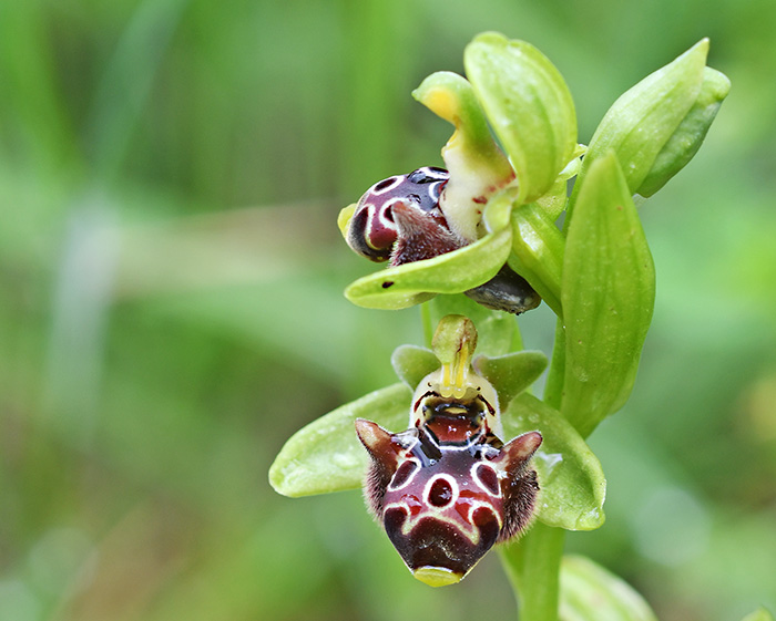 ophrys rhodia 4