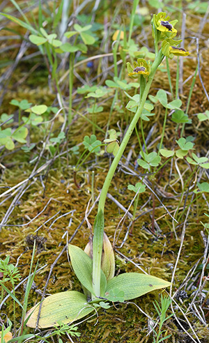 ophrys sicula 1