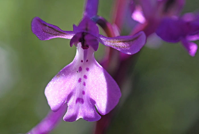 orchis anatolica 1