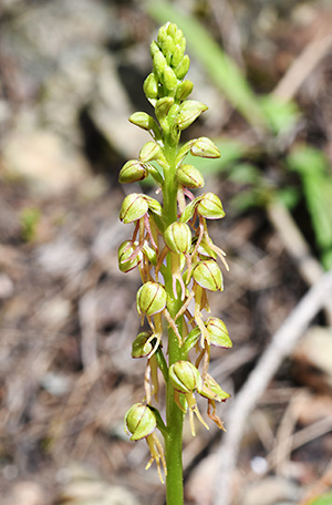 orchis anthropophora 1