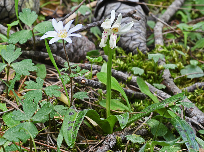 orchis provincialis 1