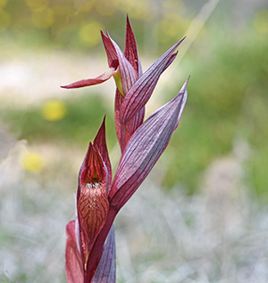 serapias bergonii