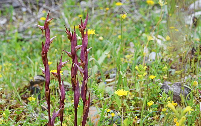 serapias bergonii 2