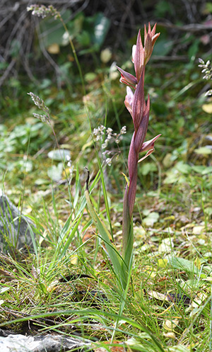 serapias parviflora 1