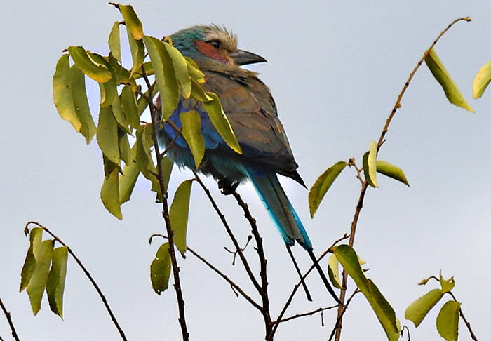 akagera bird