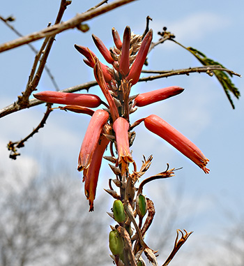 aloe