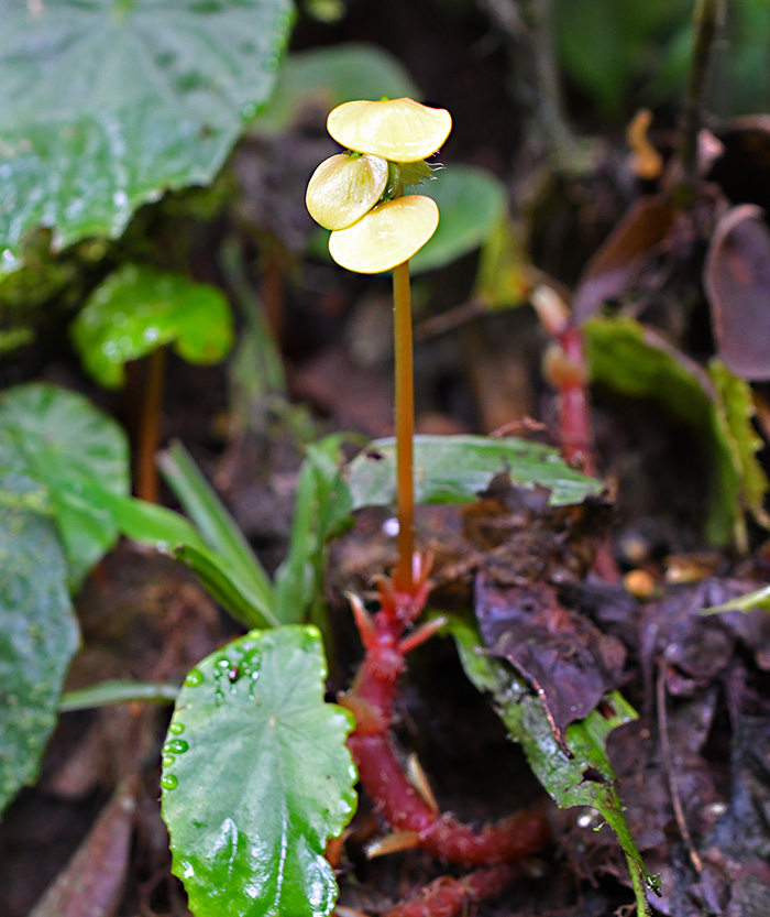 begonia pulcherrima