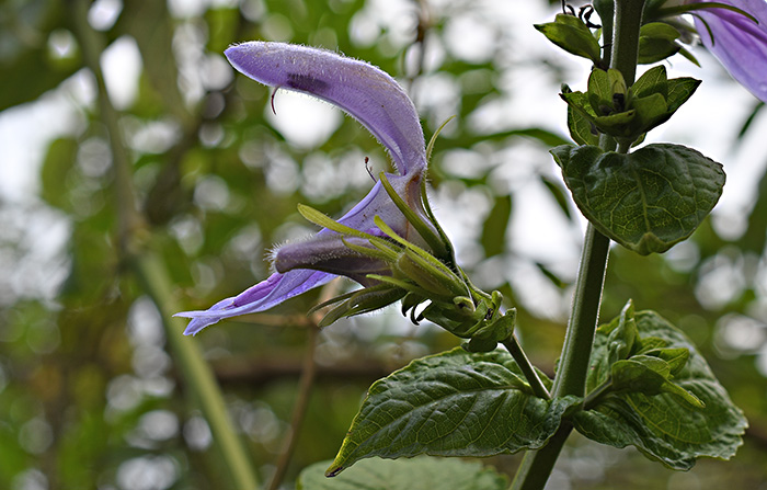 brillantaisia nitens