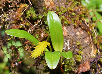 bulbophyllum oreonastes 