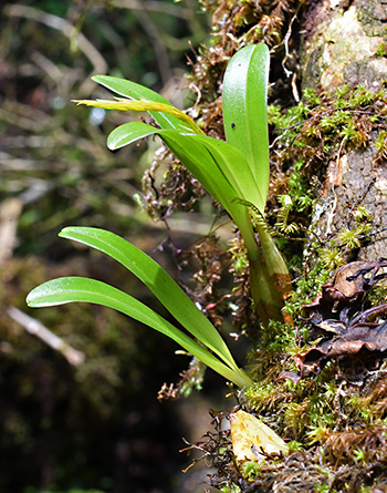 bulbophyllum oreonastes 2