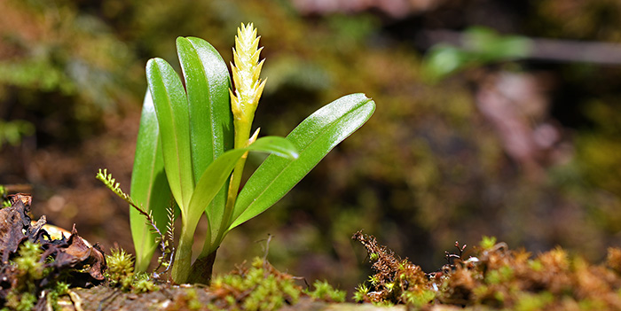 bulbophyllum oreonastes 3