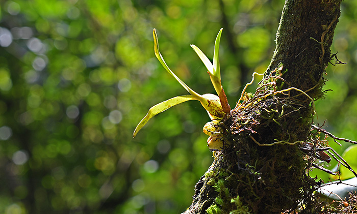 bulbophyllum spec