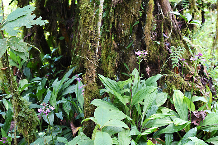 calanthe sylvatica