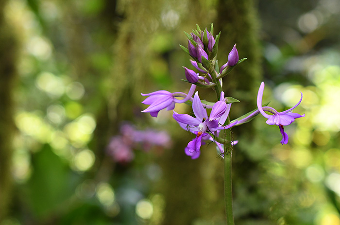 calanthe sylvatica