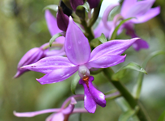 calanthe sylvatica