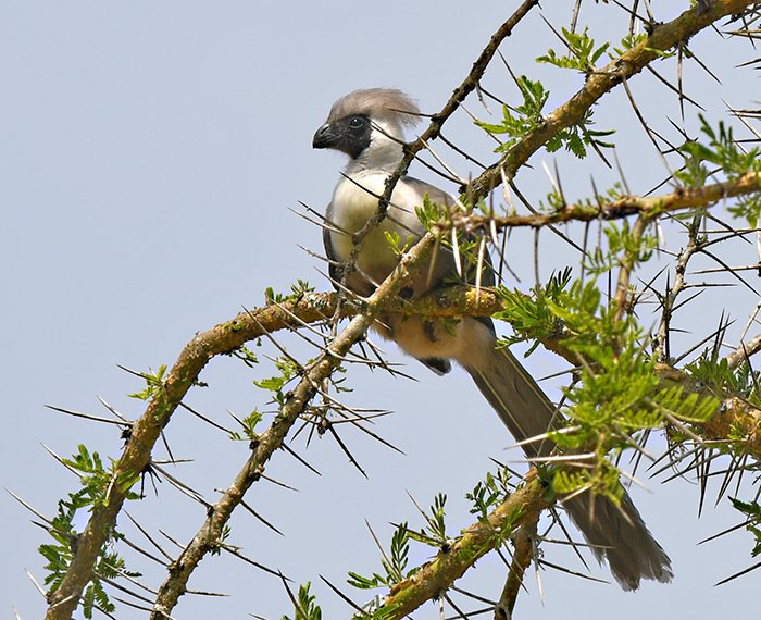 corythaixoides personata