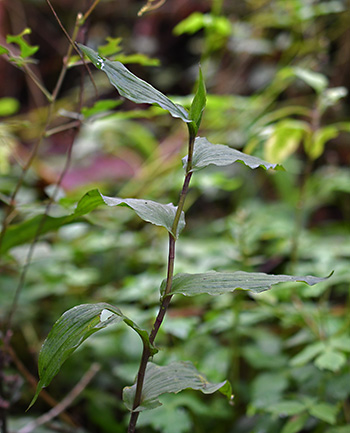 epipactis africana nyungwe