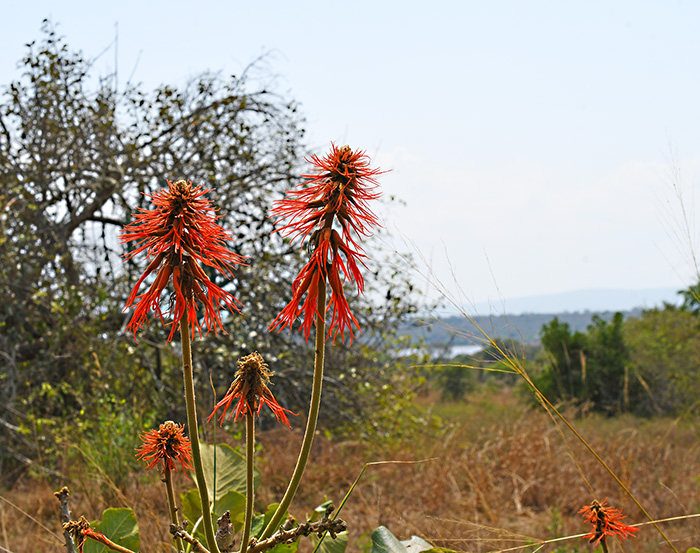 erythrina