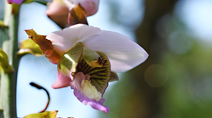 Eulophia horsfallia