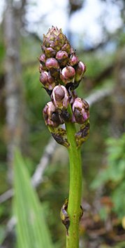 eulophia horsfallii