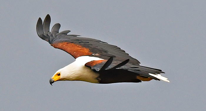 haliaeetus vocifer