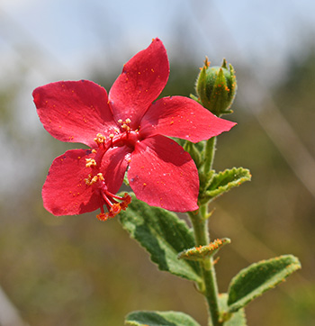 hibiscus