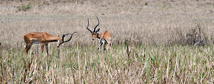 impala