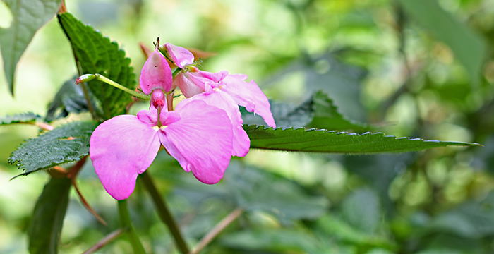 Impatiens stuhlmannii