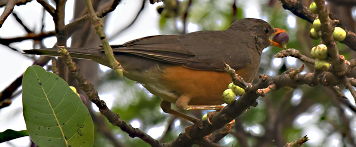 kivu bird 1