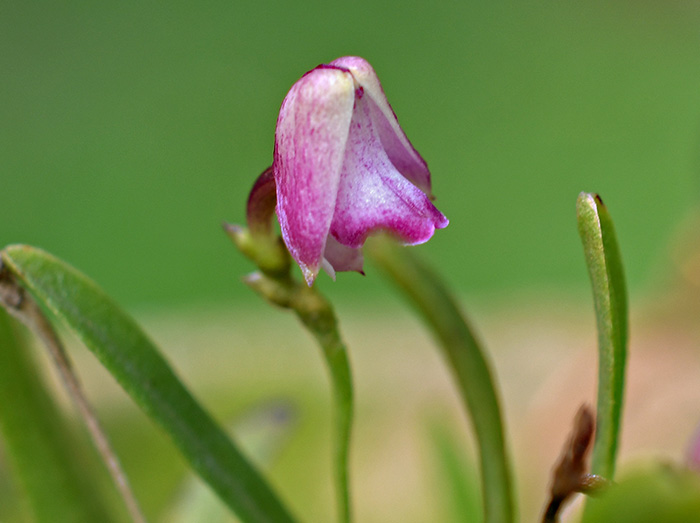 polystachya aconitiflora